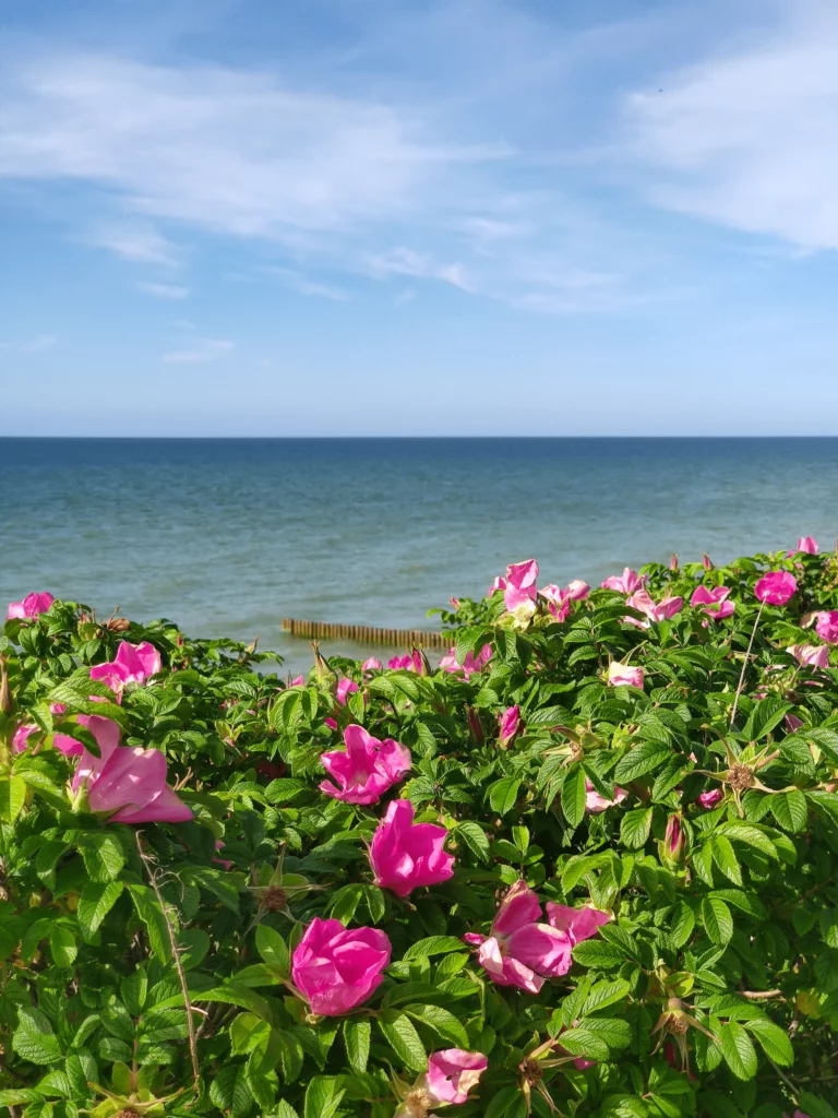 Шиповник на берегу Балтийского моря в цвету