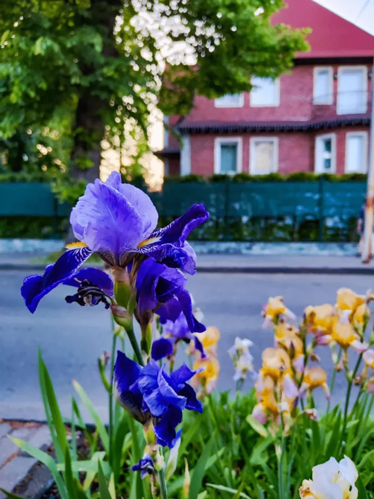 Нарциссы весной в Калининградской области