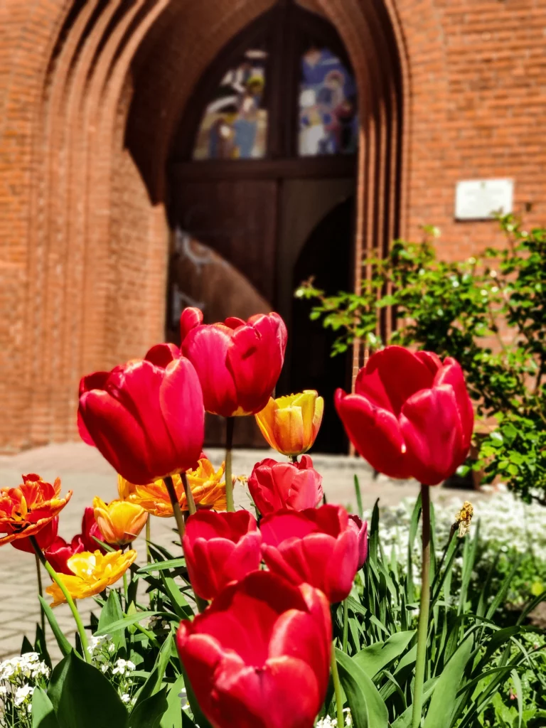 Цветущие тюльпаны весной в Калининграде